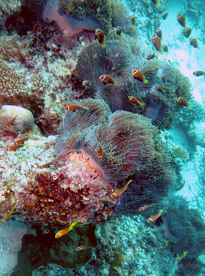 Velidhu - 2013_03_11 - IMG_0533f_Poisson Clown des Maldives - Amphiprion Nigripe_Kuda reef_Plongee.jpg